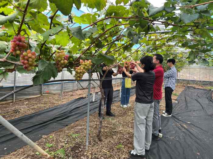 통영시, 취약 계층 노인 농가에 일손 보태 기사 이미지