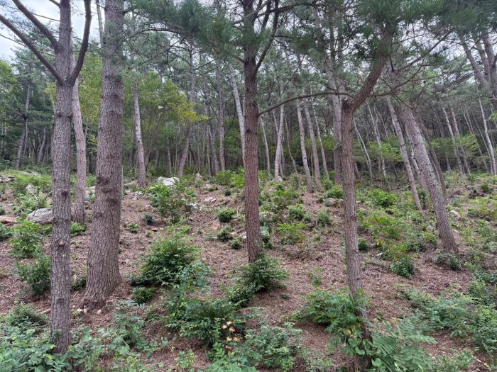 통영시, 전국 유일 ‘숲 가꾸기 우수 사업지’ 선정 기사 이미지