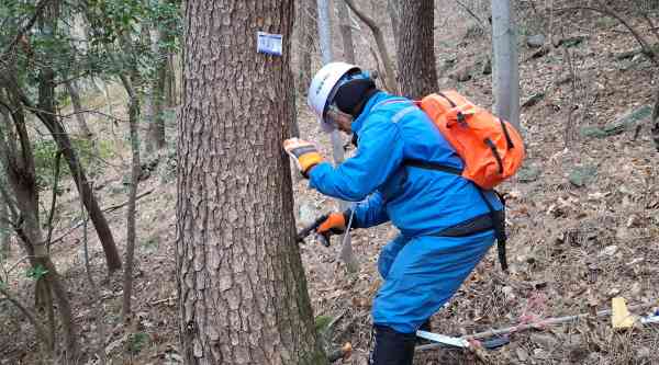 통영시, 소나무재선충병 선제 대응 나선다 기사 이미지